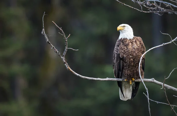 Águia Estado Selvagem Pássaro Natureza Fauna — Fotografia de Stock