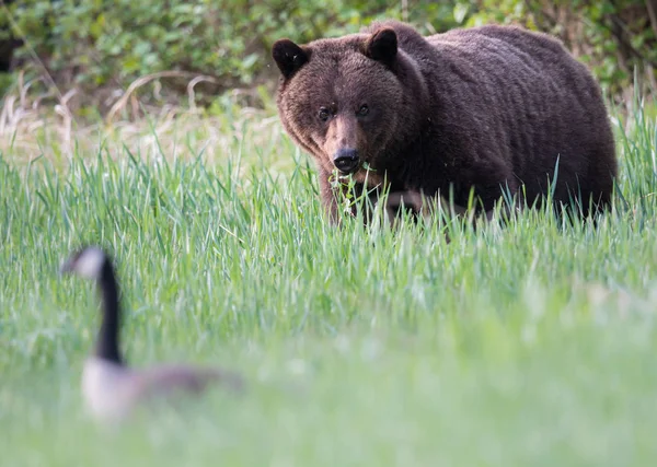 Orso Grizzly Selvatico Animale Natura Fauna — Foto Stock