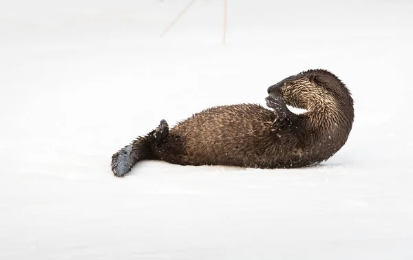 Wild River Otter Dier Natuur Fauna — Stockfoto