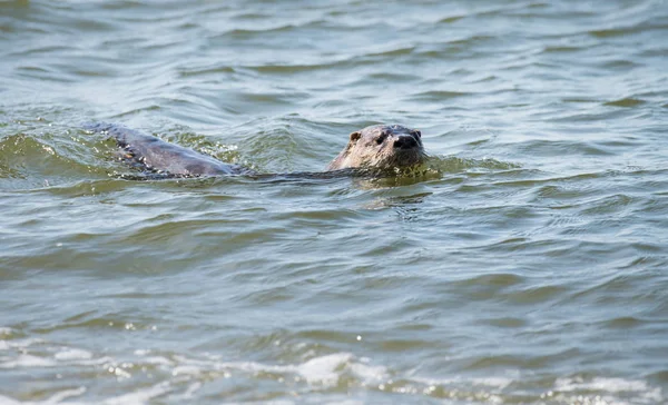 River Otter Wild Animal Nature Fauna — Stock Photo, Image