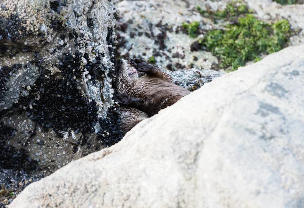 Vydra Divočině Zvířata Příroda Fauna — Stock fotografie