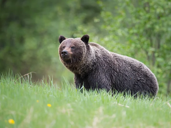 Wilder Grizzlybär Tier Natur Fauna — Stockfoto