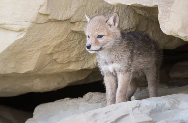 Kojot Wolności Zwierzaku Natura Fauna — Zdjęcie stockowe