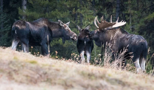 Alce Estado Salvaje Animales Naturaleza Fauna — Foto de Stock