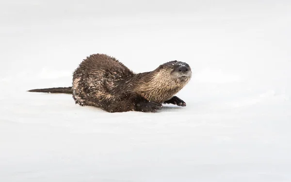 River Otter Wild Animal Nature Fauna — Stock Photo, Image