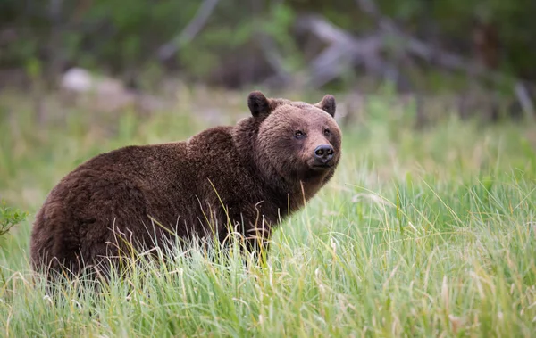 Grizzly Beer Het Wild Dier Natuur Fauna — Stockfoto