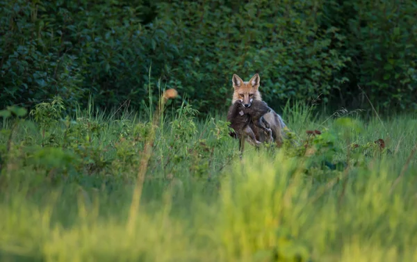 Volpe Rossa Animale Natura Fauna — Foto Stock