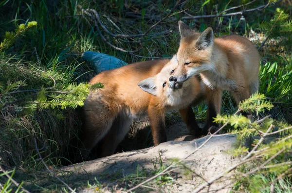 Kits Zorro Animales Naturaleza Fauna — Foto de Stock