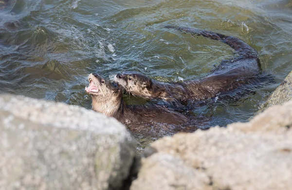Otters Fiume Natura Animali Natura Fauna — Foto Stock