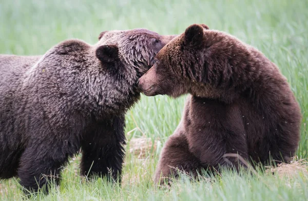 Grizzly Medvék Vadonban Állatok Természet Állatvilág — Stock Fotó