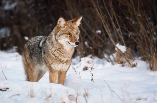 Coyote Het Wild Dier Natuur Fauna — Stockfoto