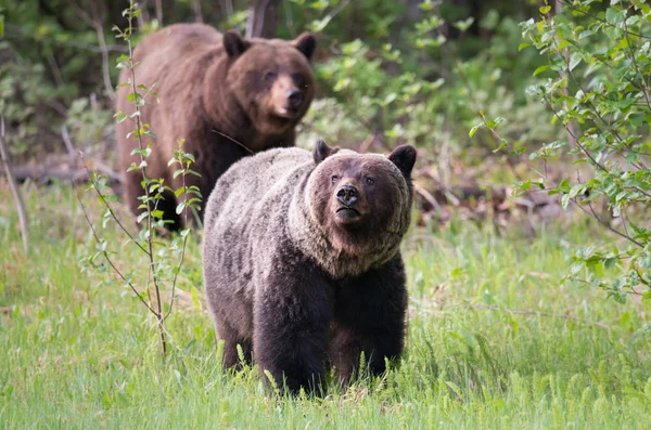 Medvědi Grizzly Divočině Zvířata Příroda Fauna — Stock fotografie