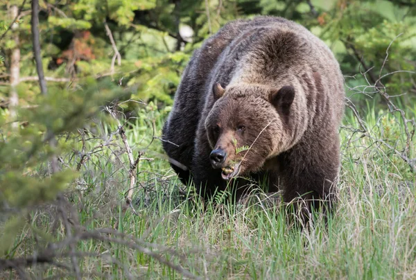 Medvěd Grizzly Divočině Zvíře Příroda Fauna — Stock fotografie