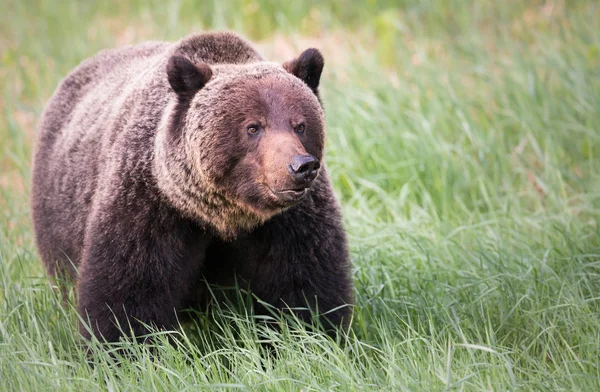 Divoký Medvěd Grizzly Zvíře Příroda Fauna — Stock fotografie