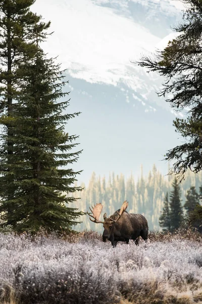 Bull Moose Late Fall — Stock Photo, Image