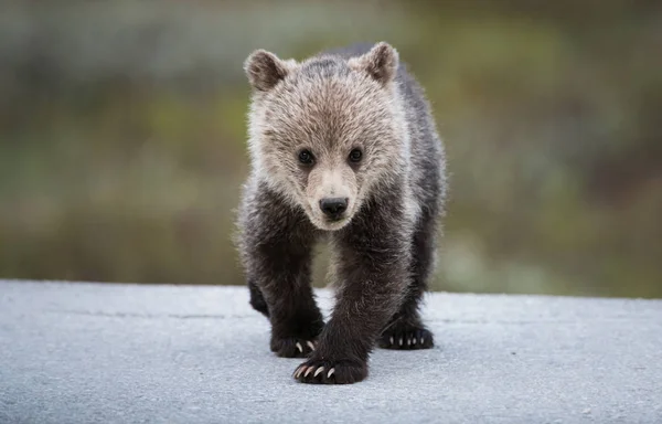 Oso Pardo Animal Naturaleza Fauna —  Fotos de Stock