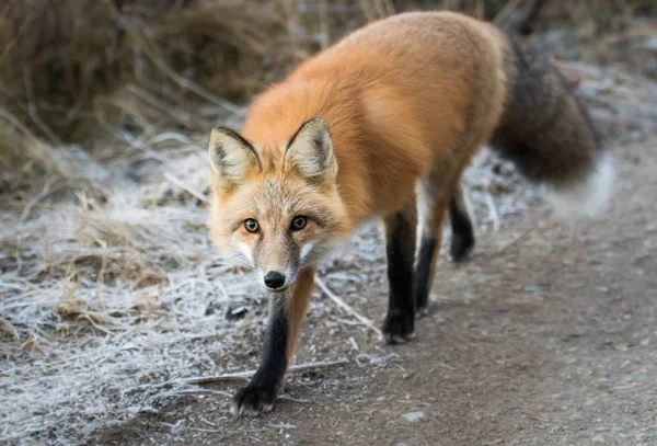 Divoká Liška Zvíře Příroda Fauna — Stock fotografie