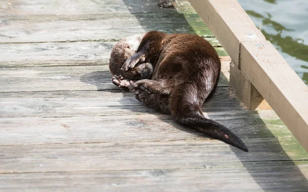 River Otter Estado Selvagem Animal Natureza Fauna — Fotografia de Stock