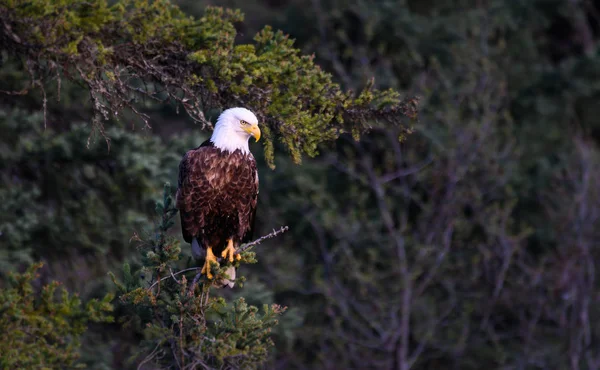 Aigle Sauvage Oiseau Nature Faune — Photo