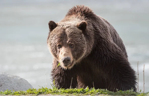 Urso Pardo Selvagem Animal Natureza Fauna — Fotografia de Stock