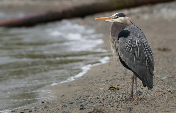 Wildlife Heron Bird Nature Fauna — Stock Photo, Image