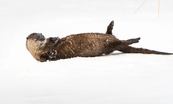 River Otter Estado Selvagem Animal Natureza Fauna — Fotografia de Stock