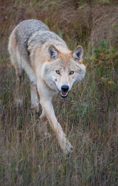 Loup Est Sauvage Animal Nature Faune — Photo