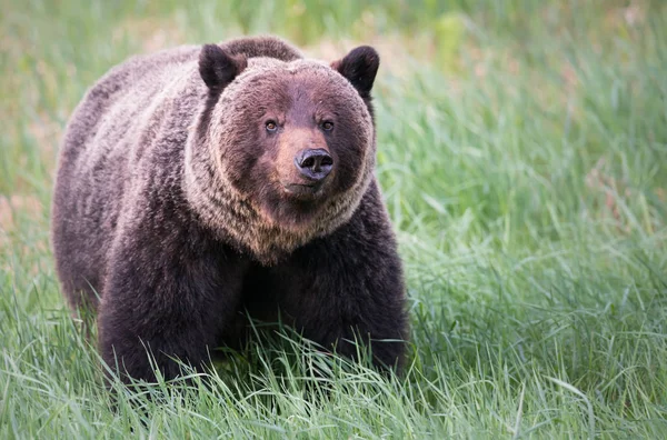 Divoký Medvěd Grizzly Zvíře Příroda Fauna — Stock fotografie