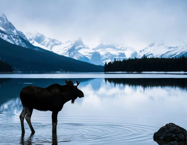 Alce Selvatico Animale Natura Fauna — Foto Stock