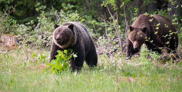 Medvědi Grizzly Divočině Zvířata Příroda Fauna — Stock fotografie