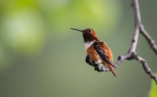 Kolibri Vilt Tillstånd Fågel Natur Fauna — Stockfoto