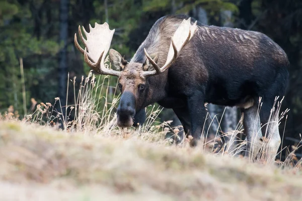 Vahşi Geyik Hayvan Doğa Fauna — Stok fotoğraf