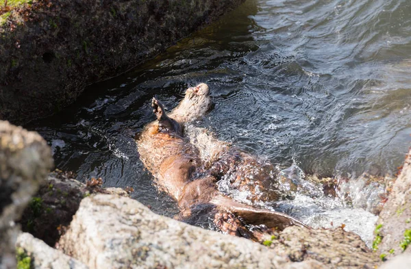 Flussotter Freier Wildbahn Tiere Natur Fauna — Stockfoto