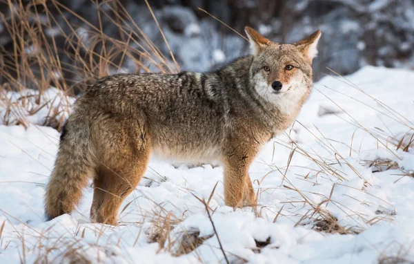 Coyote Estado Salvaje Animal Naturaleza Fauna —  Fotos de Stock