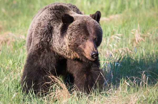 Urso Pardo Selvagem Animal Natureza Fauna — Fotografia de Stock