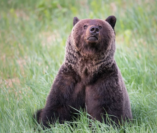 野生のグリズリークマ動物 — ストック写真