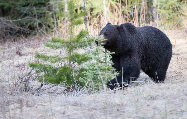 Divoký Medvěd Grizzly Zvíře Příroda Fauna — Stock fotografie