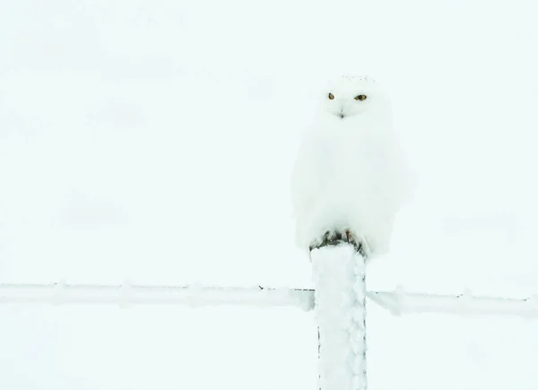 Eule Freier Wildbahn Vogel Natur Fauna — Stockfoto