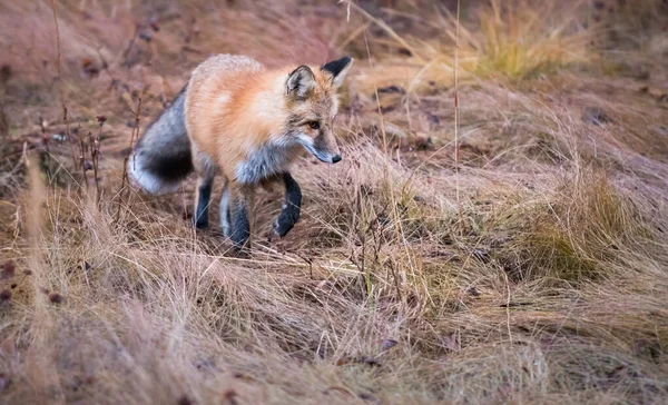 Wild Red Fox Animal Nature Fauna — Stock Photo, Image