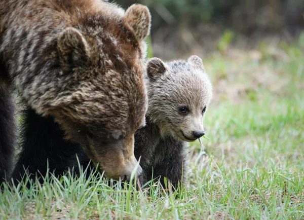 Niedźwiedzie Grizzly Dziczy Zwierzęta Natura Fauna — Zdjęcie stockowe