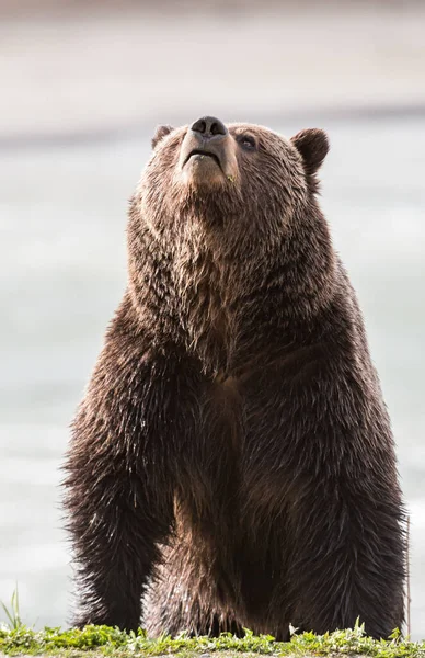 Oso Pardo Salvaje Animal Naturaleza Fauna — Foto de Stock