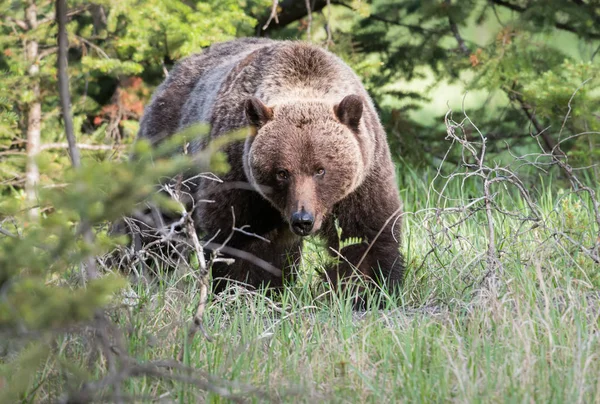 Medvěd Grizzly Divočině Zvíře Příroda Fauna — Stock fotografie