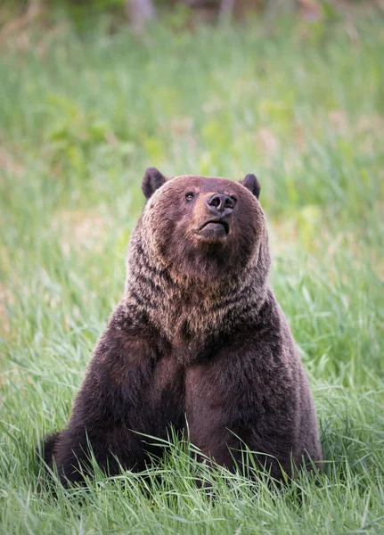 Vahşi Boz Ayı Hayvan Doğa Fauna — Stok fotoğraf