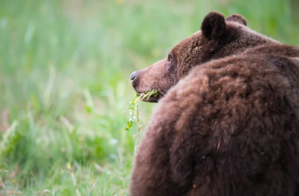 Wilde Grizzly Beer Dier Natuur Fauna — Stockfoto