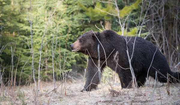 Divoký Medvěd Grizzly Zvíře Příroda Fauna — Stock fotografie