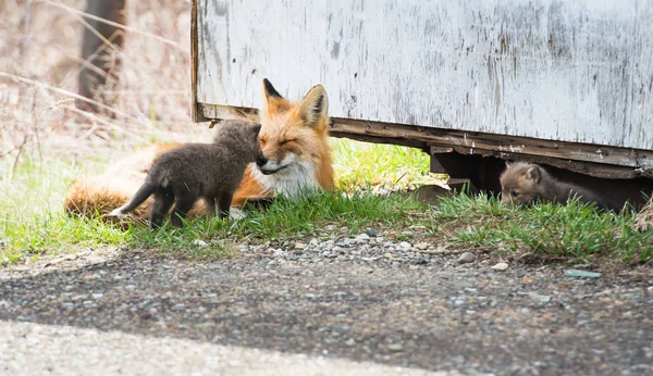 Kit Volpe Animali Natura Fauna — Foto Stock