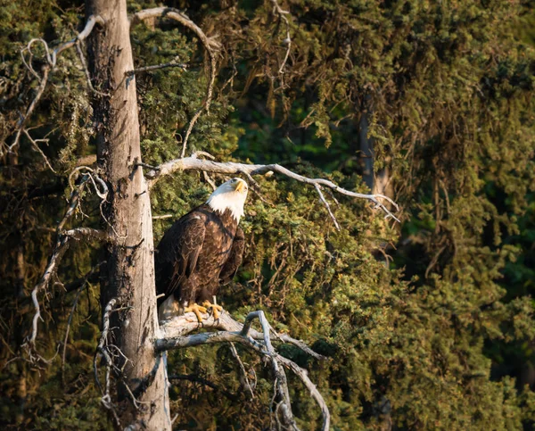 Aigle Sauvage Oiseau Nature Faune — Photo