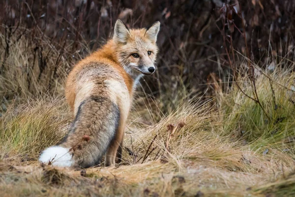 Zorro Rojo Salvaje Animal Naturaleza Fauna — Foto de Stock