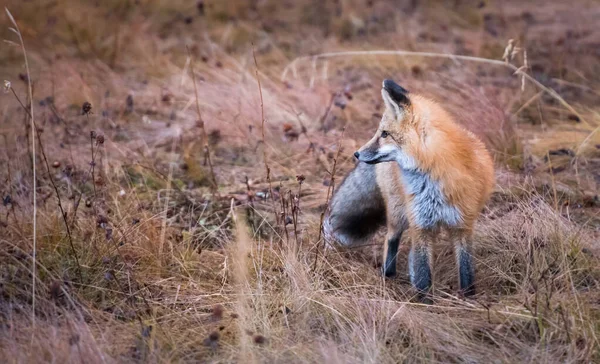 Raposa Vermelha Selvagem Animal Natureza Fauna — Fotografia de Stock