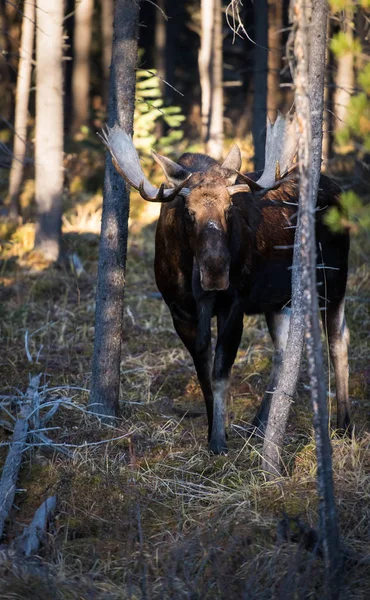 Alce Selvagem Animal Natureza Fauna — Fotografia de Stock